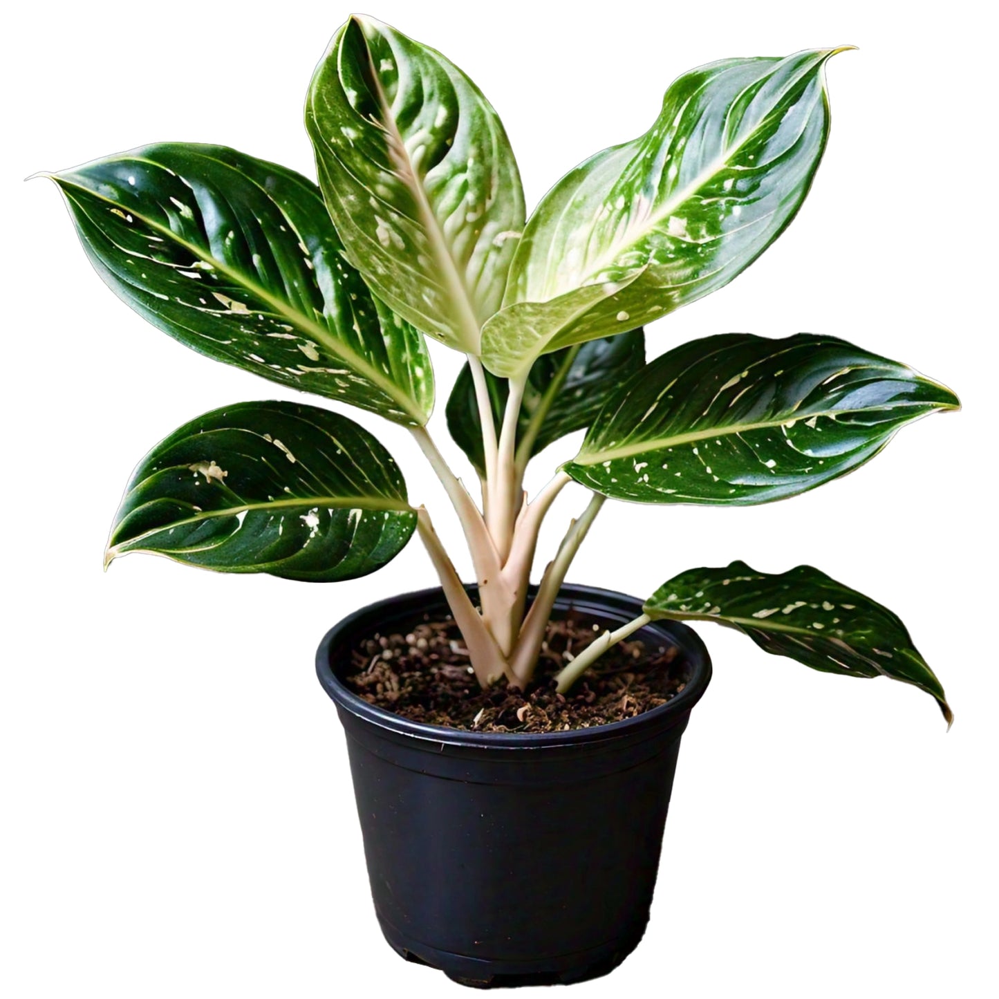 Aglaonema - Chinese Evergreen Indoor Plant | Easy to Care for | Evergreen Mart