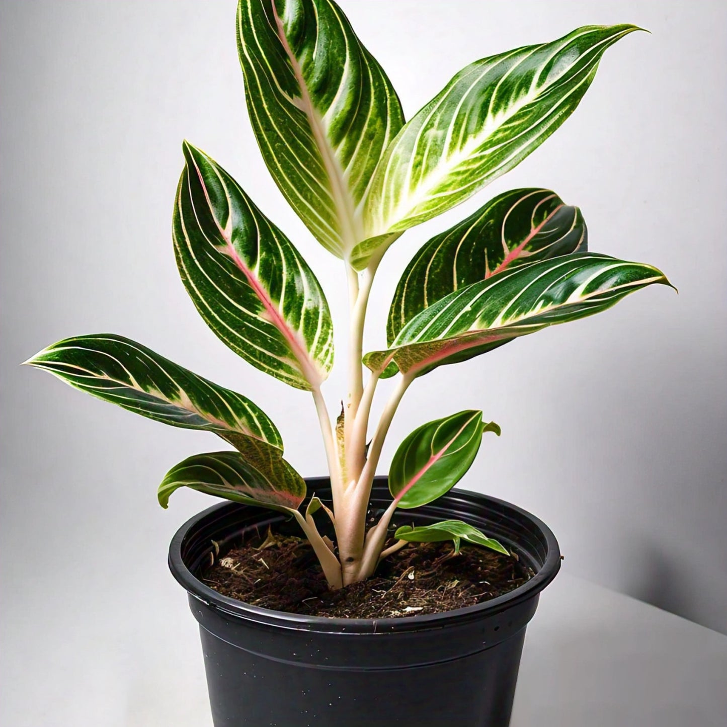 Aglaonema - Chinese Evergreen Indoor Plant | Easy to Care for | Evergreen Mart