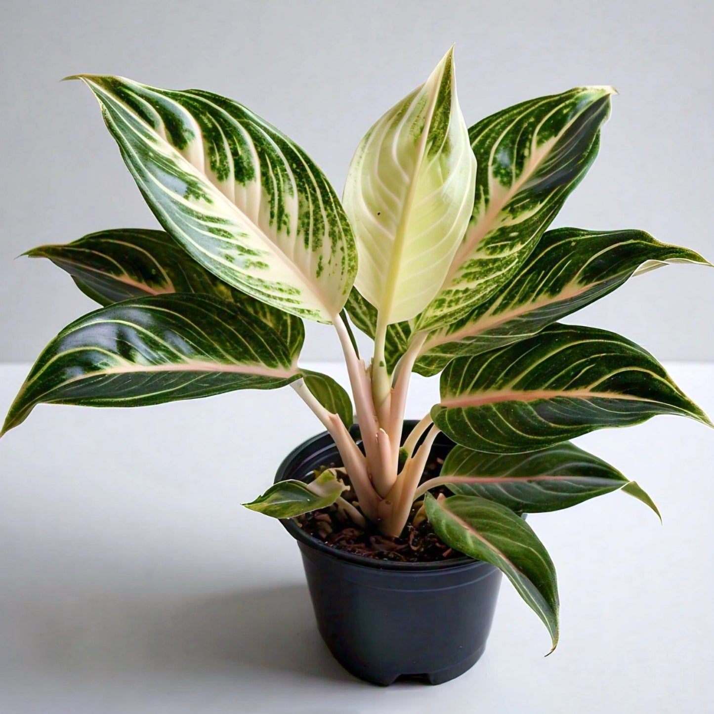 Aglaonema - Chinese Evergreen Indoor Plant | Easy to Care for | Evergreen Mart
