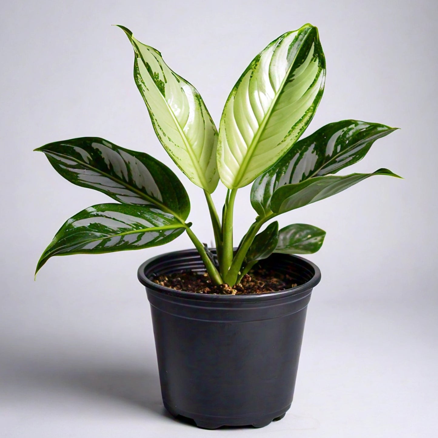 Aglaonema - Chinese Evergreen Indoor Plant | Easy to Care for | Evergreen Mart
