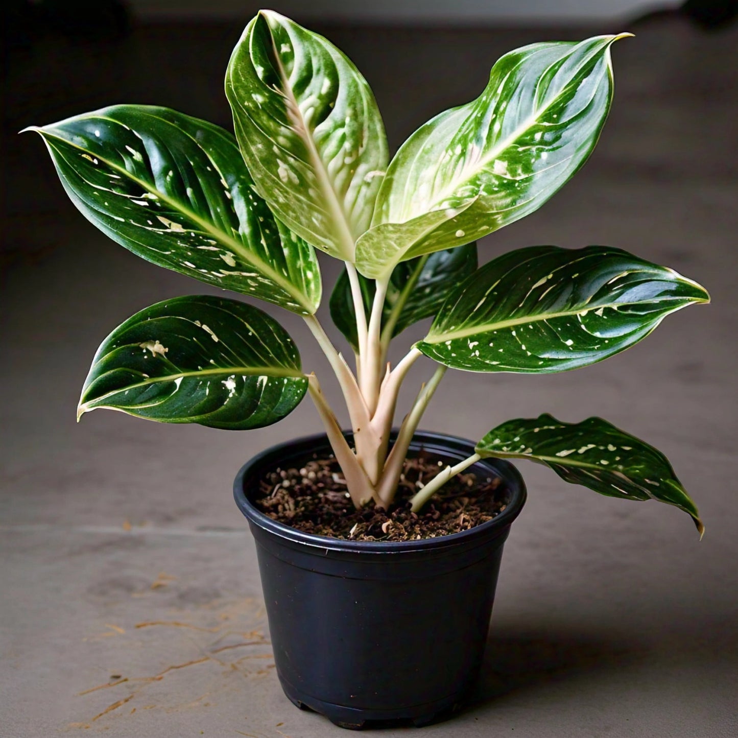 Aglaonema - Chinese Evergreen Indoor Plant | Easy to Care for | Evergreen Mart