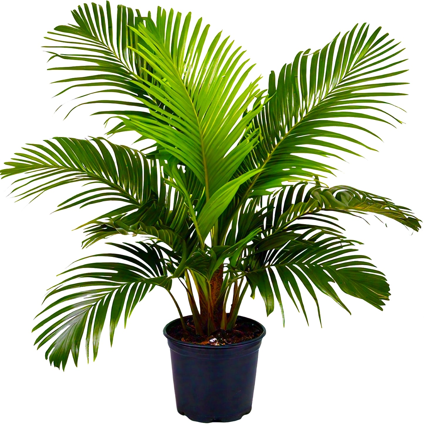 Areca Palm (Dypsis lutescens) - Indoor Decorative Palm Plant | Air-Purifying | Evergreen Mart