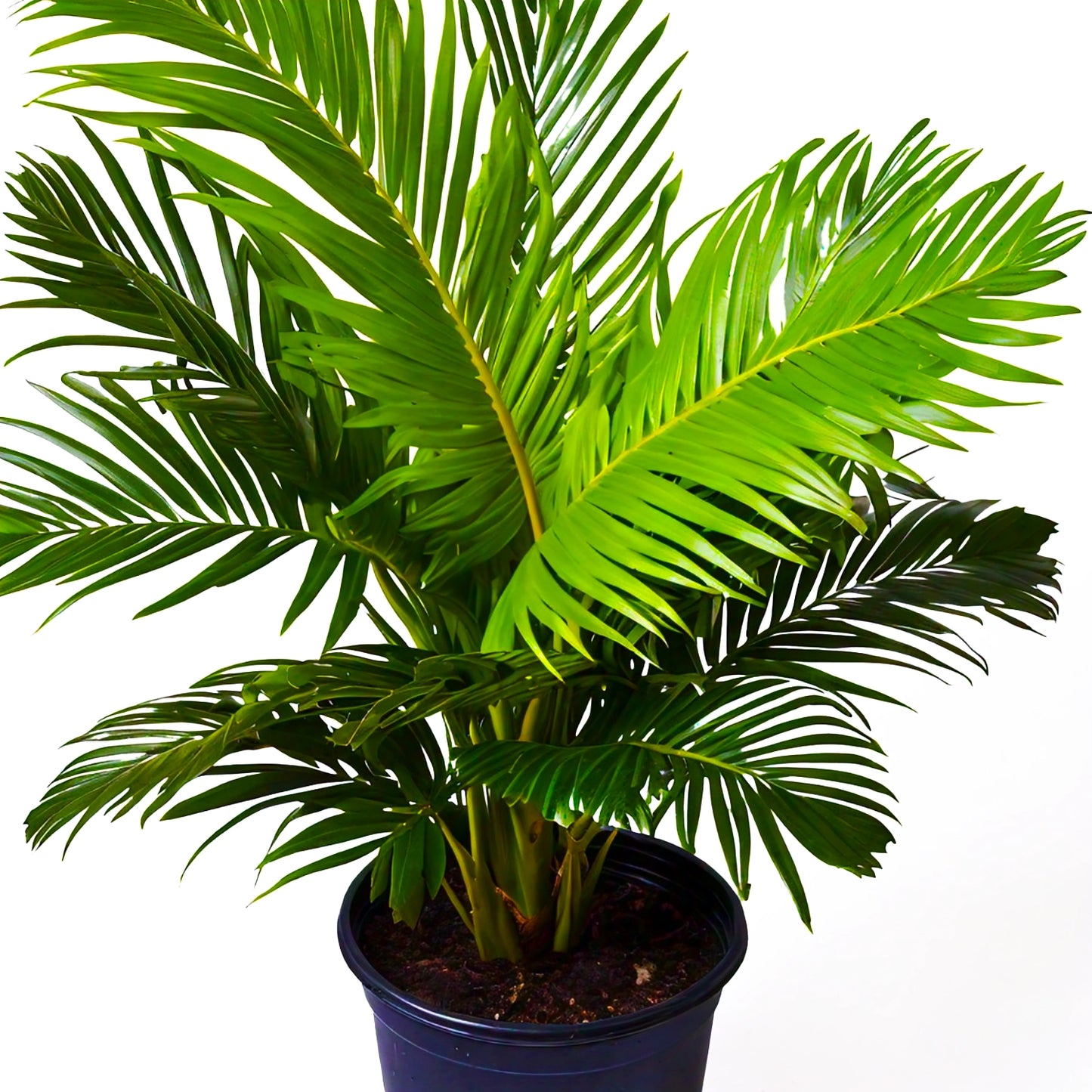 Areca Palm (Dypsis lutescens) - Indoor Decorative Palm Plant | Air-Purifying | Evergreen Mart