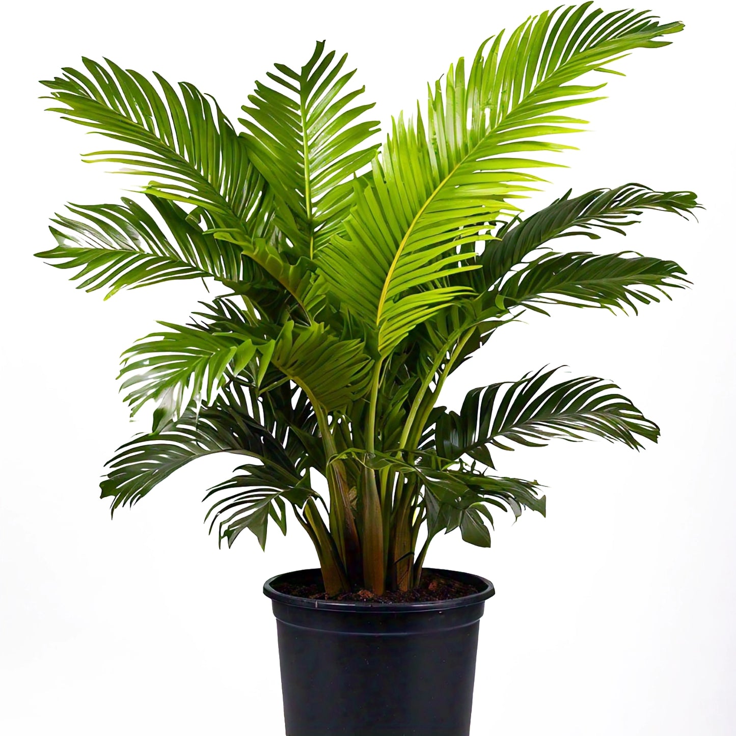 Areca Palm (Dypsis lutescens) - Indoor Decorative Palm Plant | Air-Purifying | Evergreen Mart