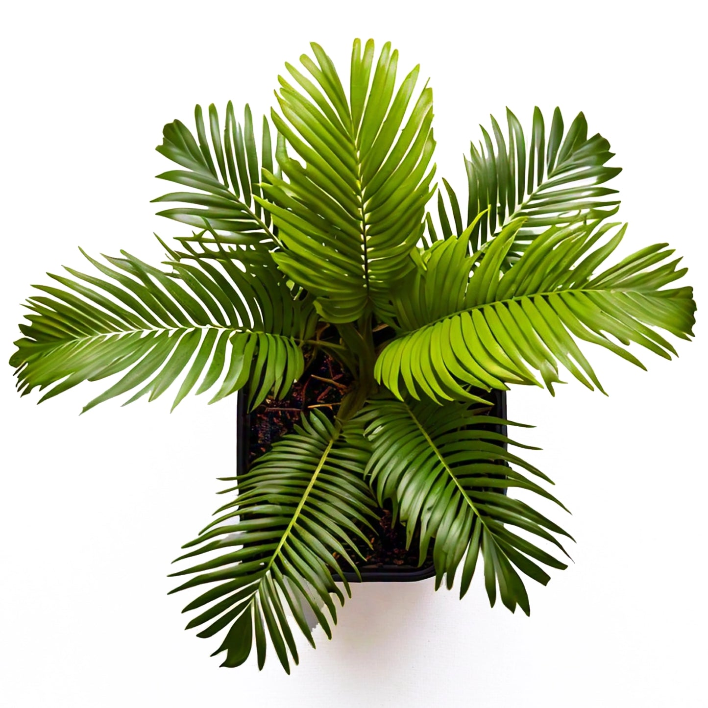 Areca Palm (Dypsis lutescens) - Indoor Decorative Palm Plant | Air-Purifying | Evergreen Mart