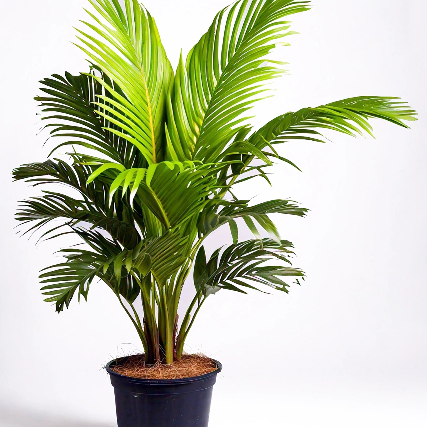 Areca Palm (Dypsis lutescens) - Indoor Decorative Palm Plant | Air-Purifying | Evergreen Mart