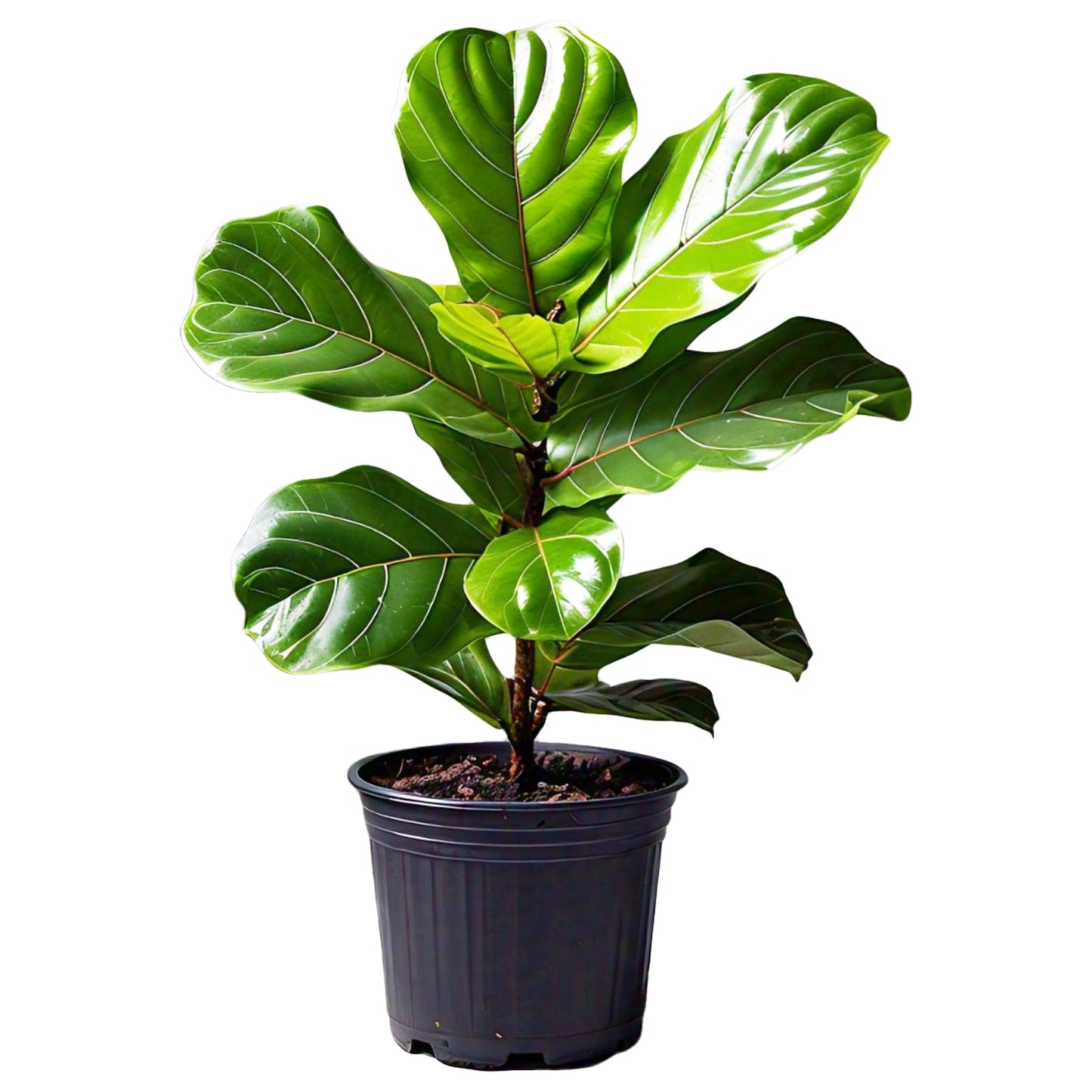 Fiddle Leaf Fig (Ficus lyrata) - Indoor Decorative Plant | Large Leaves | Evergreen Mart
