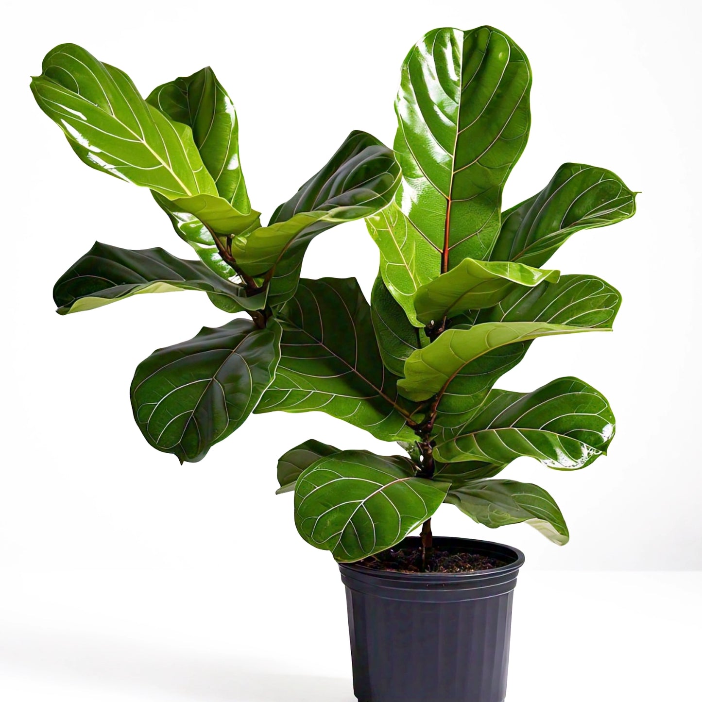 Fiddle Leaf Fig (Ficus lyrata) - Indoor Decorative Plant | Large Leaves | Evergreen Mart
