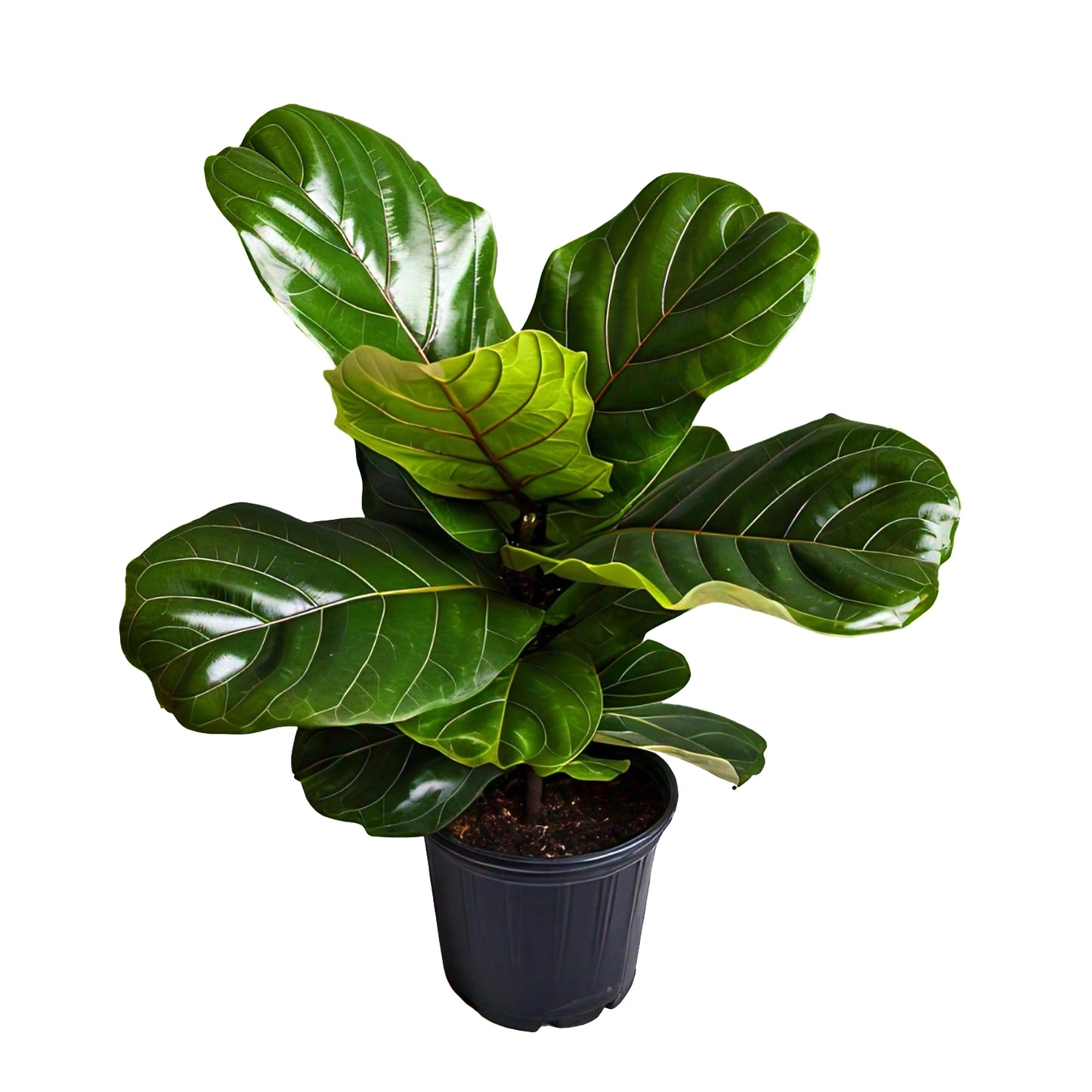 Fiddle Leaf Fig (Ficus lyrata) - Indoor Decorative Plant | Large Leaves | Evergreen Mart