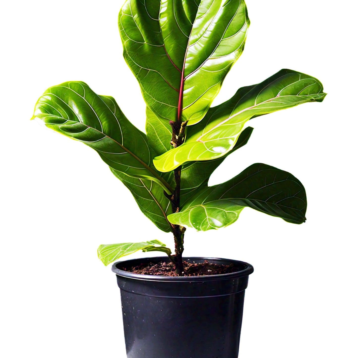 Fiddle Leaf Fig (Ficus lyrata) - Indoor Decorative Plant | Large Leaves | Evergreen Mart