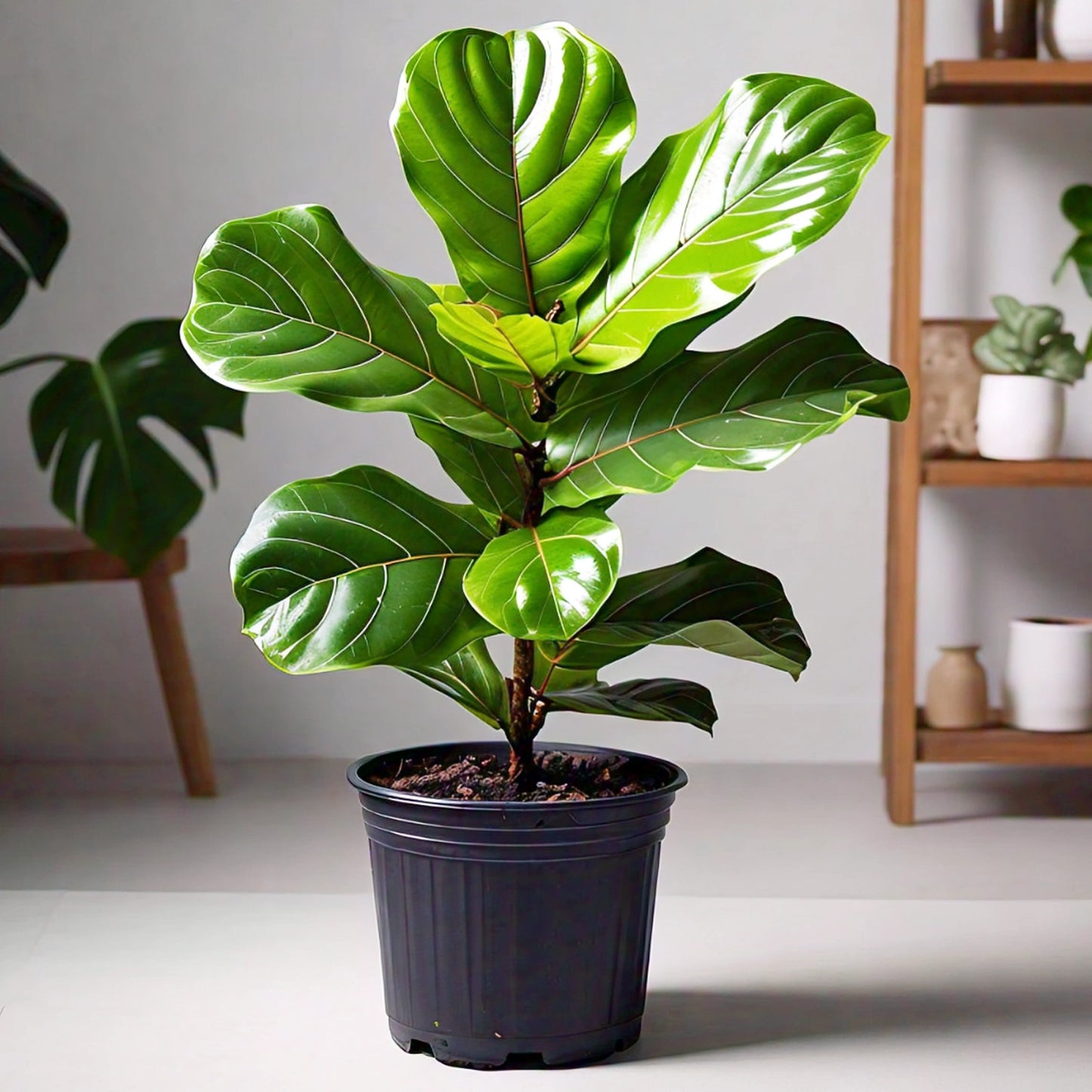 Fiddle Leaf Fig (Ficus lyrata) - Indoor Decorative Plant | Large Leaves | Evergreen Mart