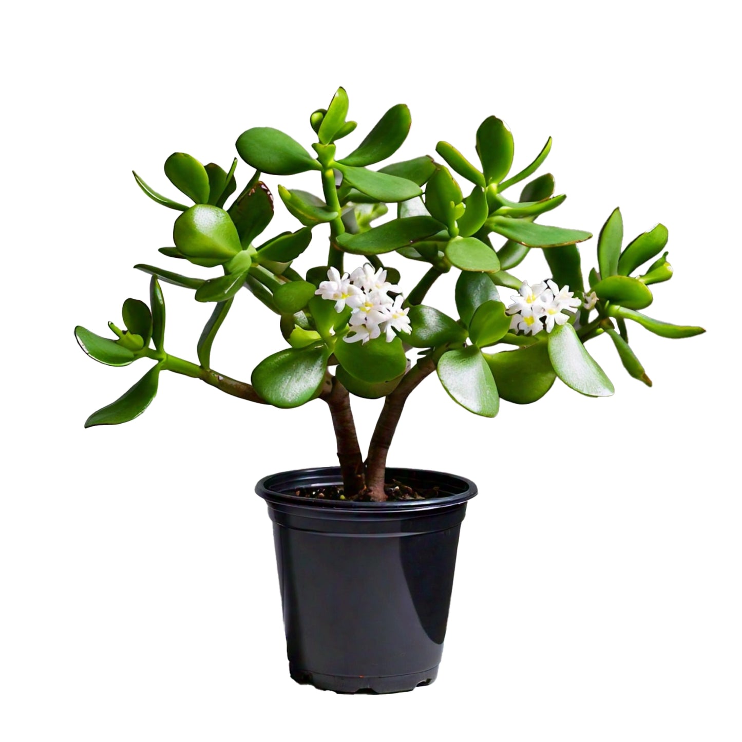 Jade Plant (Crassula ovata) - Indoor Succulent | Feng Shui Symbol of Prosperity | Evergreen Mart