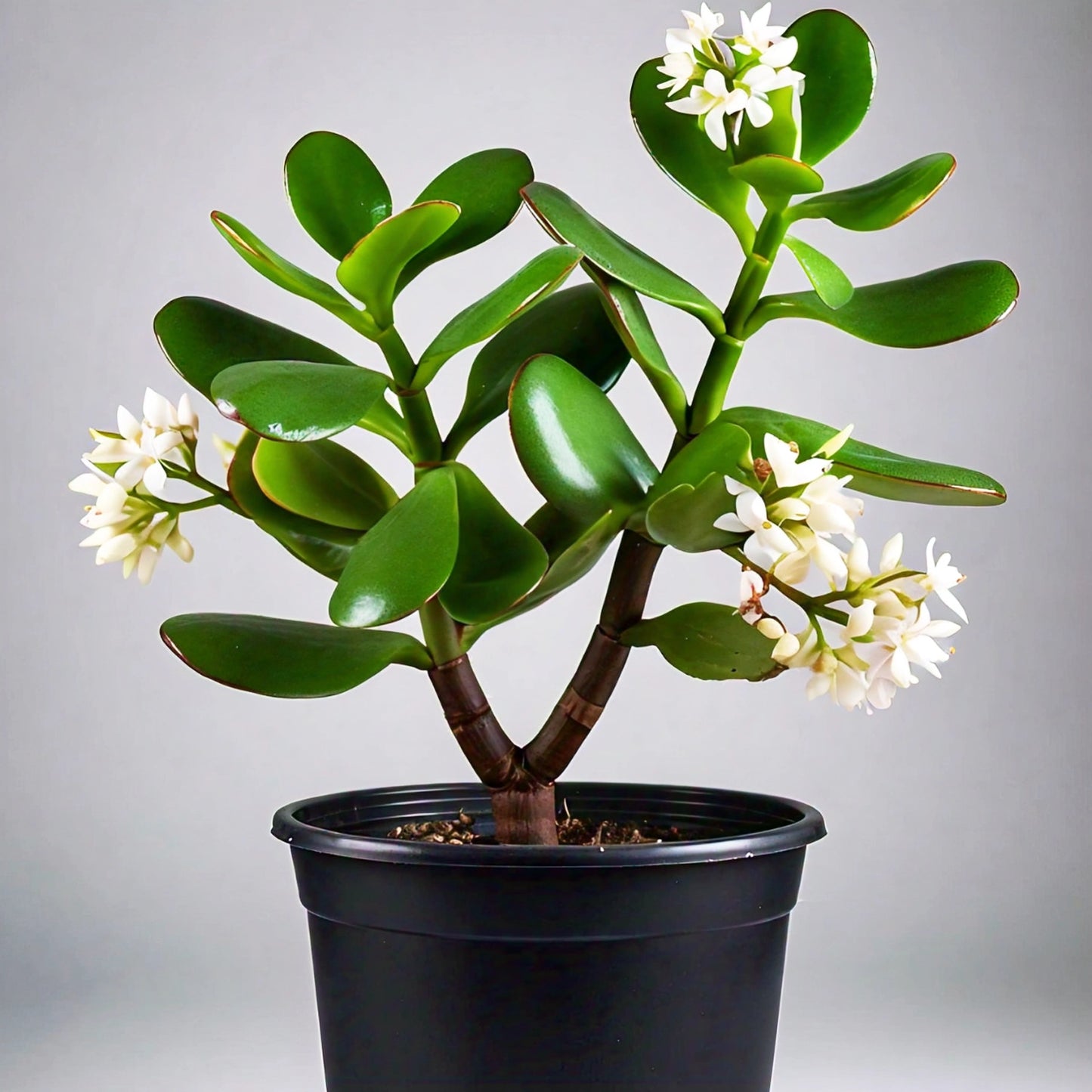 Jade Plant (Crassula ovata) - Indoor Succulent | Feng Shui Symbol of Prosperity | Evergreen Mart