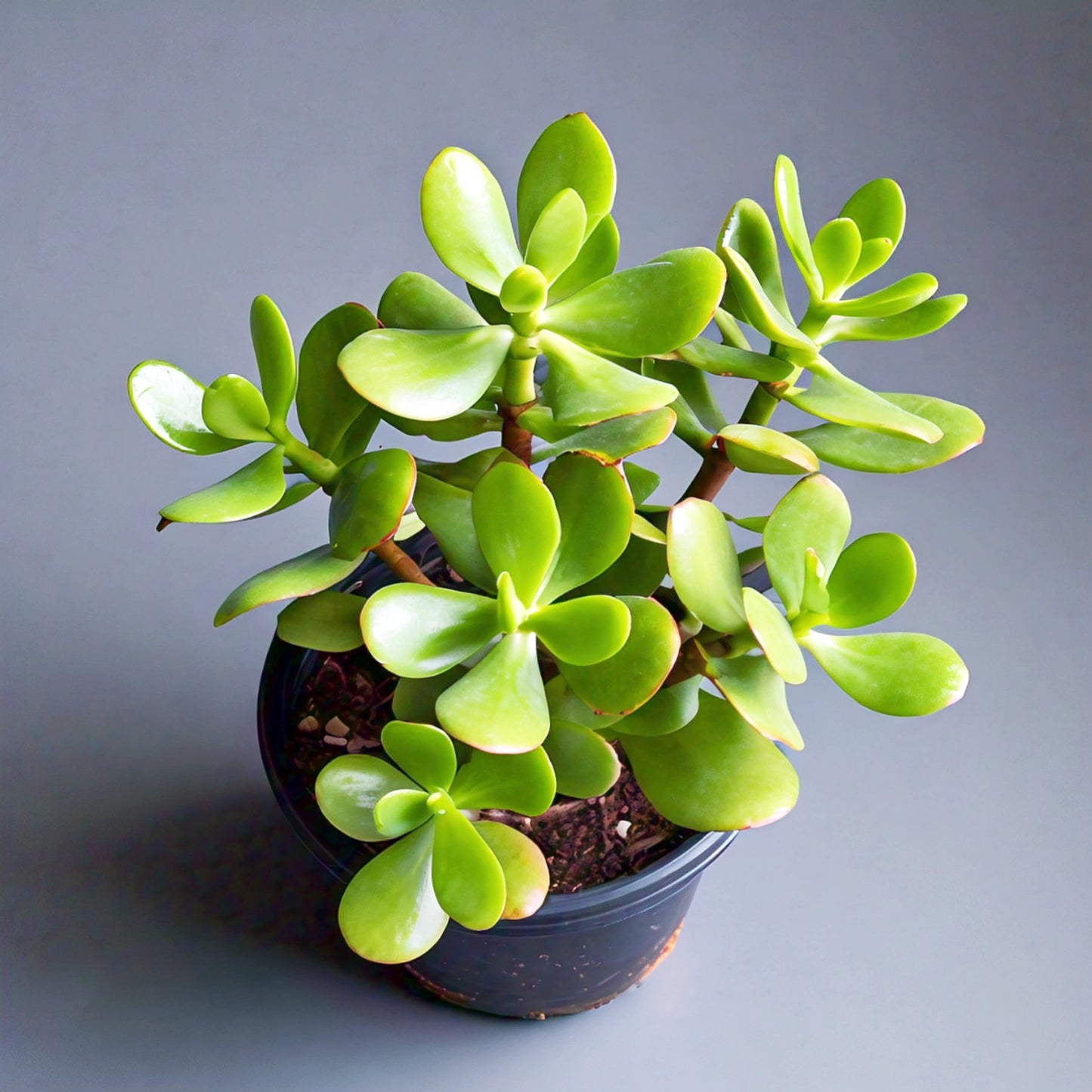 Jade Plant (Crassula ovata) - Indoor Succulent | Feng Shui Symbol of Prosperity | Evergreen Mart
