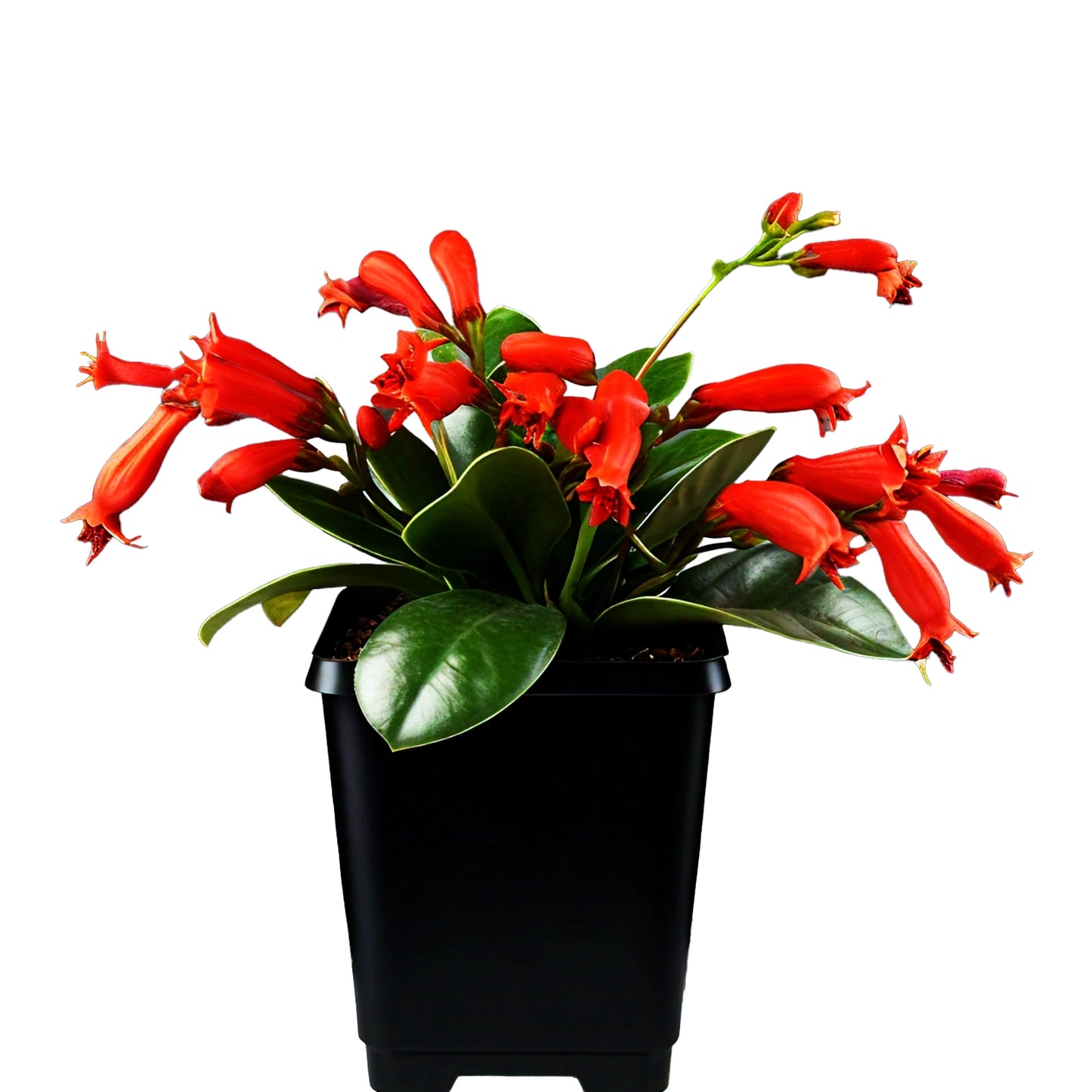 Lipstick Plant (Aeschynanthus radicans) - Hanging Basket Plant | Colorful Blooms | Evergreen Mart