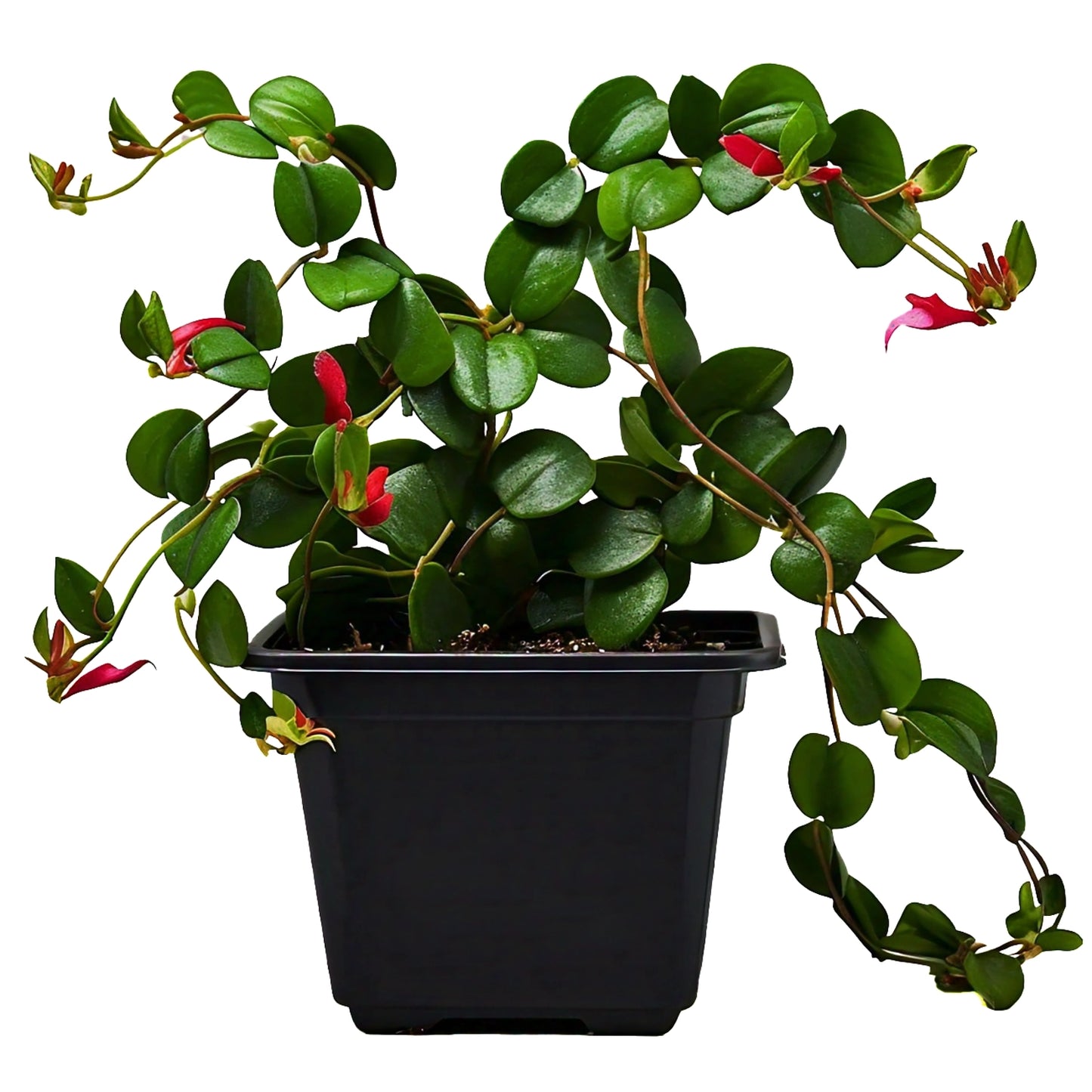 Lipstick Plant (Aeschynanthus radicans) - Hanging Basket Plant | Colorful Blooms | Evergreen Mart