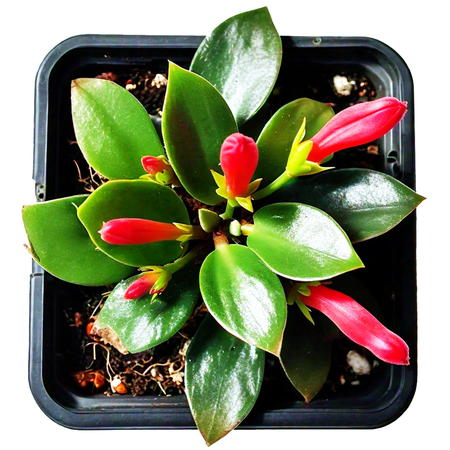 Lipstick Plant (Aeschynanthus radicans) - Hanging Basket Plant | Colorful Blooms | Evergreen Mart
