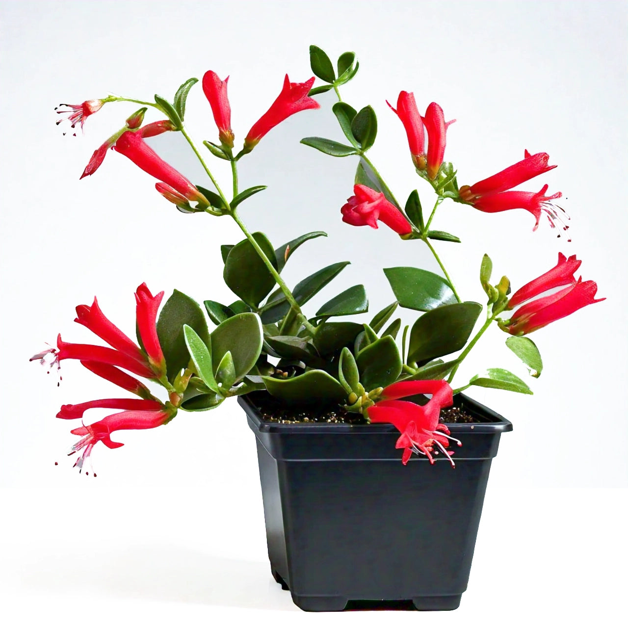 Lipstick Plant (Aeschynanthus radicans) - Hanging Basket Plant | Colorful Blooms | Evergreen Mart