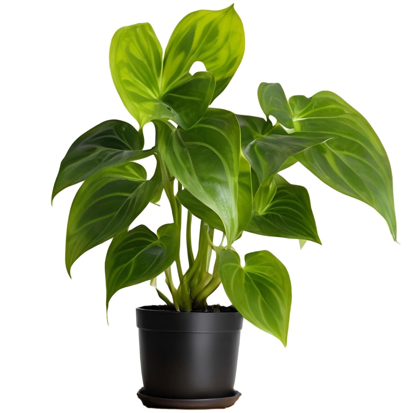 Money Plant (Epipremnum aureum) - Auspicious and Prosperity-Bringing Indoor Vine | Easy to Care for | Evergreen Mart