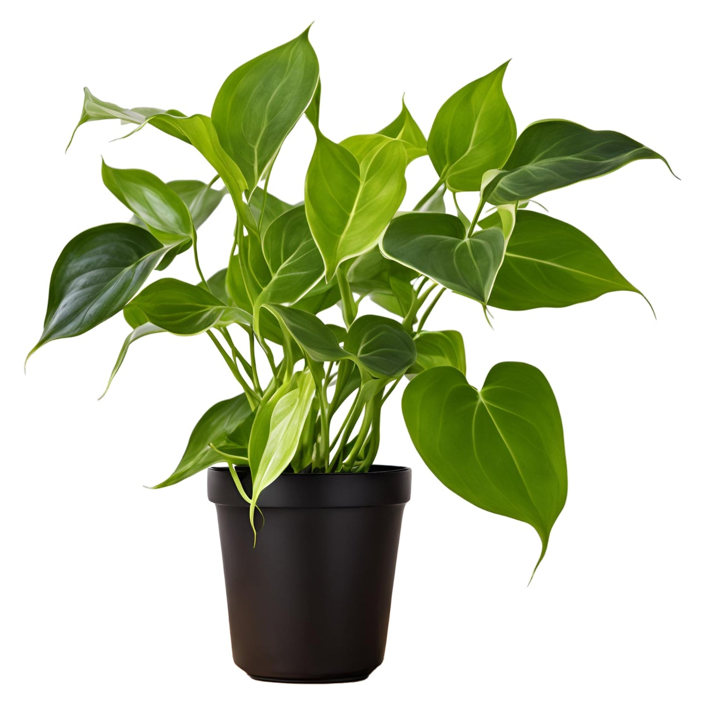 Money Plant (Epipremnum aureum) - Auspicious and Prosperity-Bringing Indoor Vine | Easy to Care for | Evergreen Mart