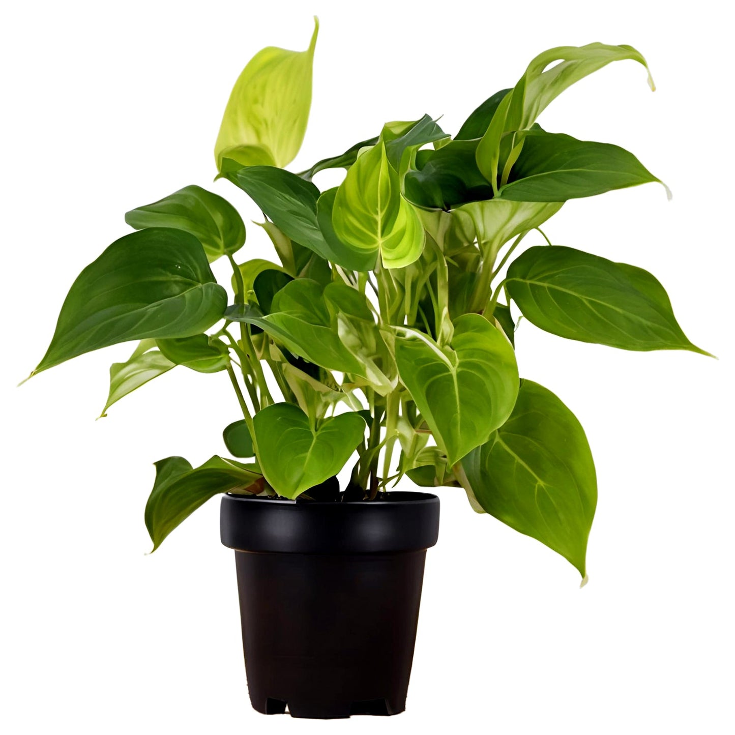 Money Plant (Epipremnum aureum) - Auspicious and Prosperity-Bringing Indoor Vine | Easy to Care for | Evergreen Mart