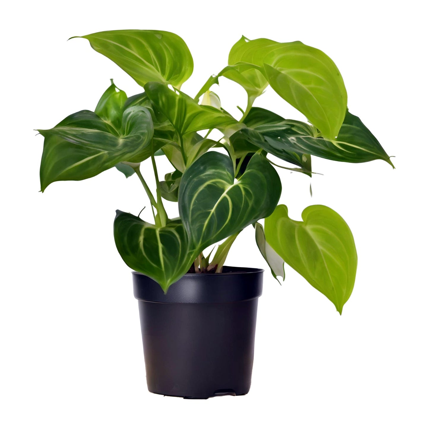 Money Plant (Epipremnum aureum) - Auspicious and Prosperity-Bringing Indoor Vine | Easy to Care for | Evergreen Mart