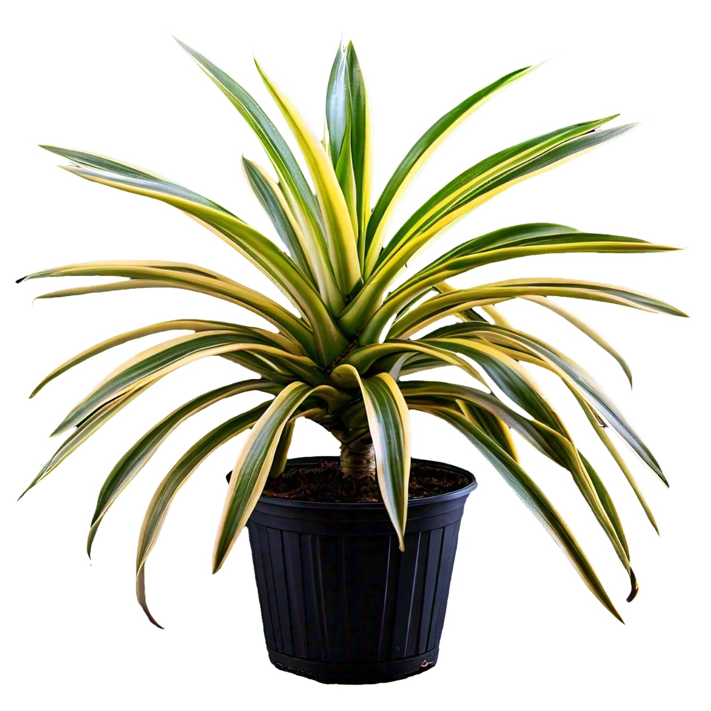 Pandanus Variegated (Golden) - Exotic Indoor Plant with Striking Variegation | Evergreen Mart