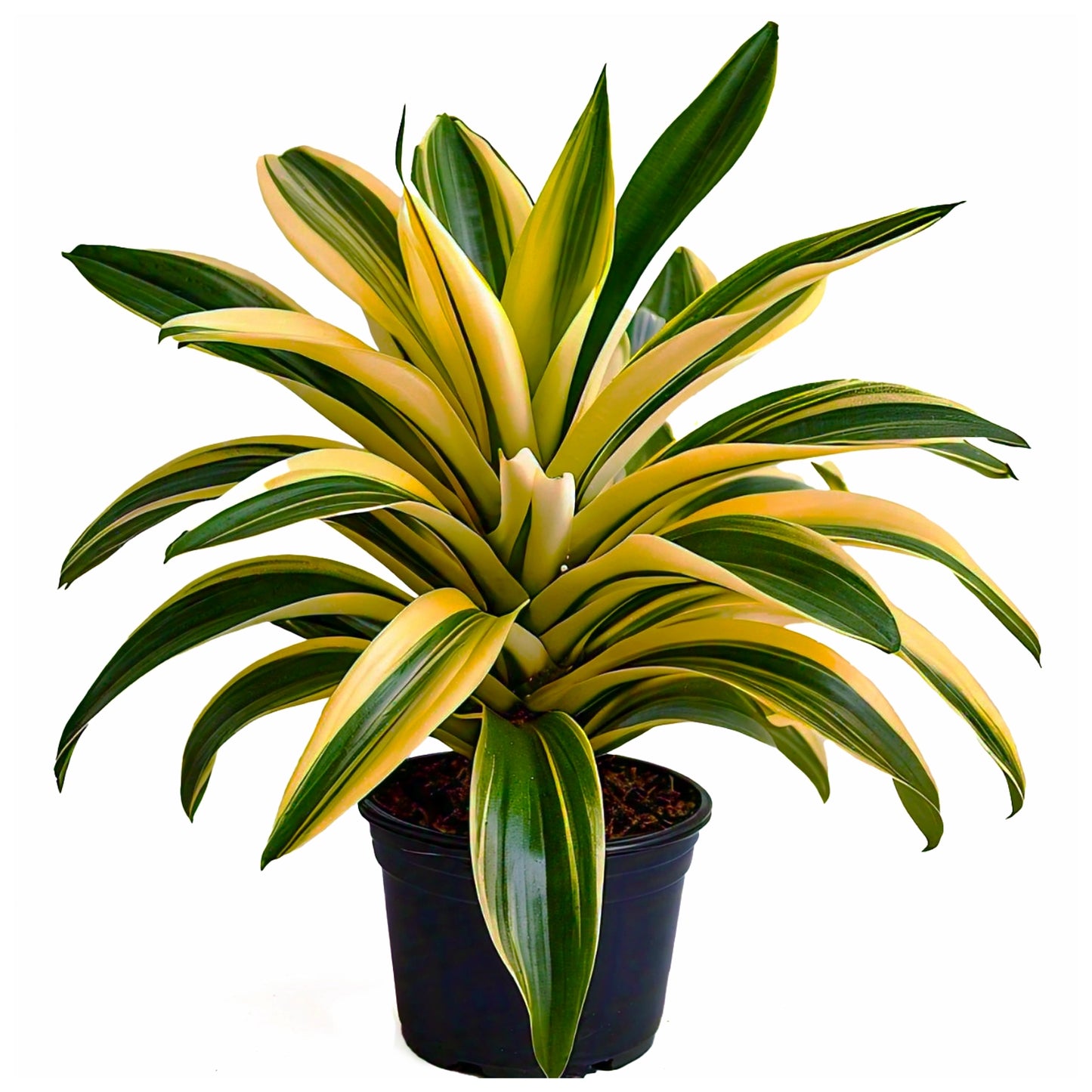 Pandanus Variegated (Golden) - Exotic Indoor Plant with Striking Variegation | Evergreen Mart