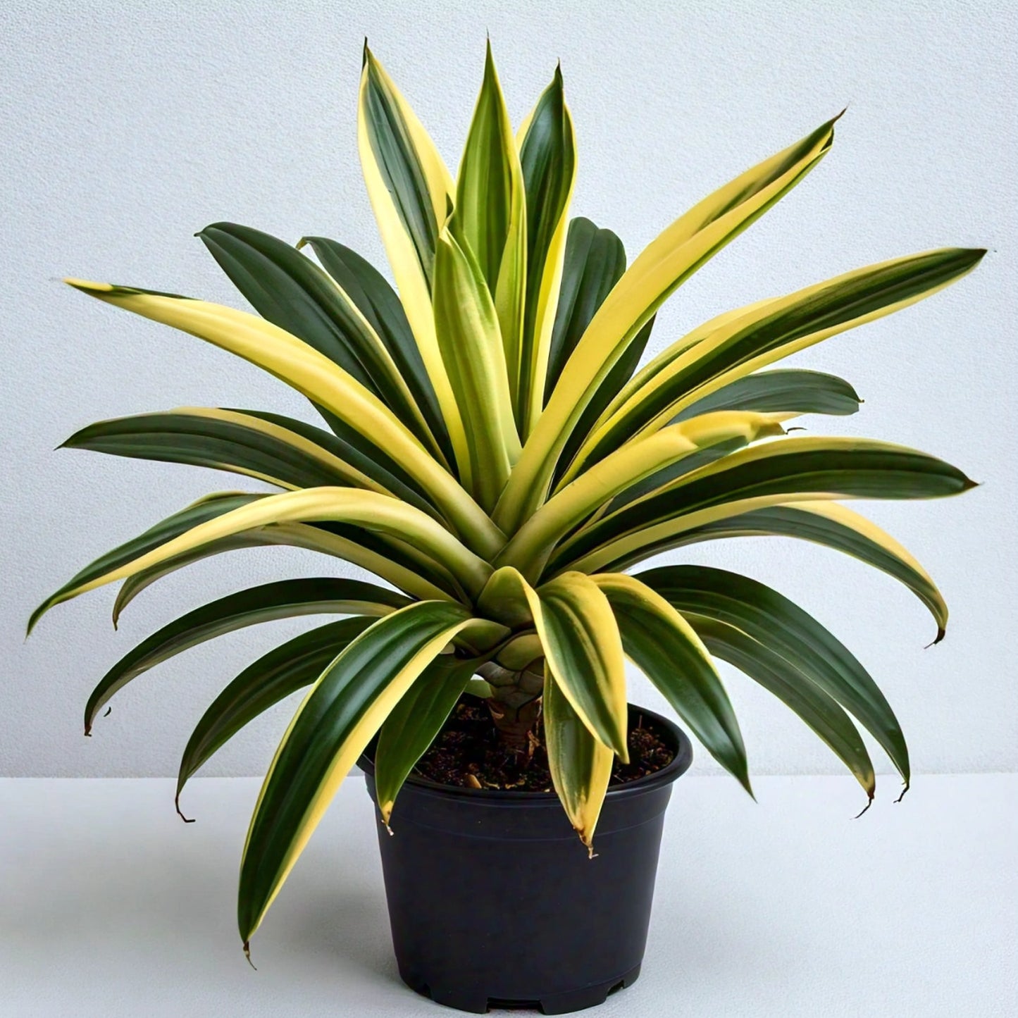 Pandanus Variegated (Golden) - Exotic Indoor Plant with Striking Variegation | Evergreen Mart
