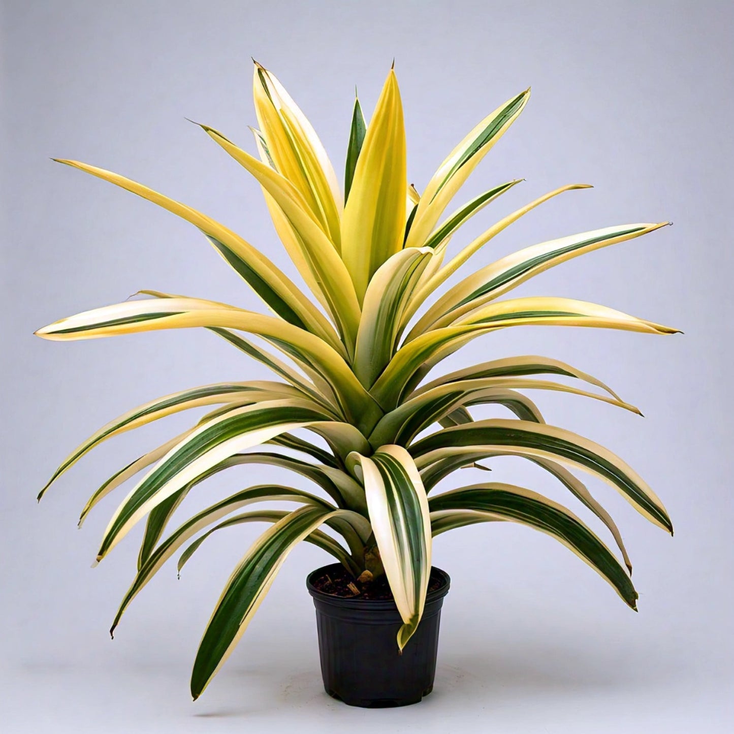 Pandanus Variegated (Golden) - Exotic Indoor Plant with Striking Variegation | Evergreen Mart
