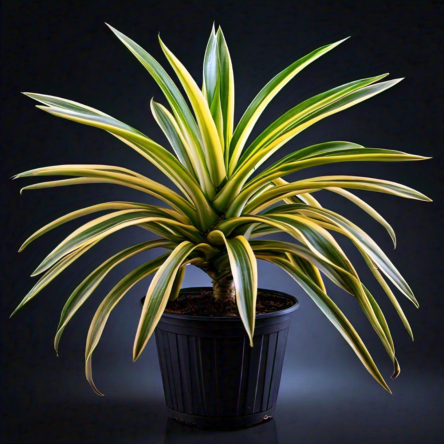 Pandanus Variegated (Golden) - Exotic Indoor Plant with Striking Variegation | Evergreen Mart