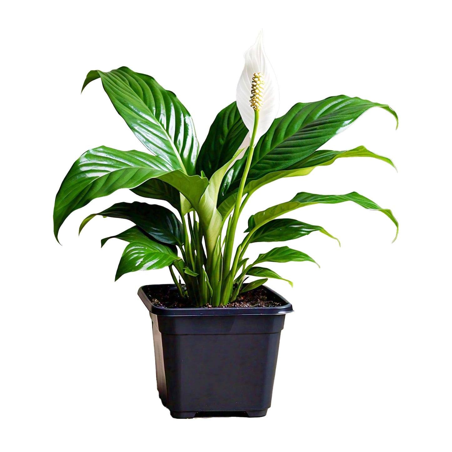 Peace Lily (Spathiphyllum Wallisii) - Air-Purifying Indoor Plant | Elegant White Blooms | Evergreen Mart