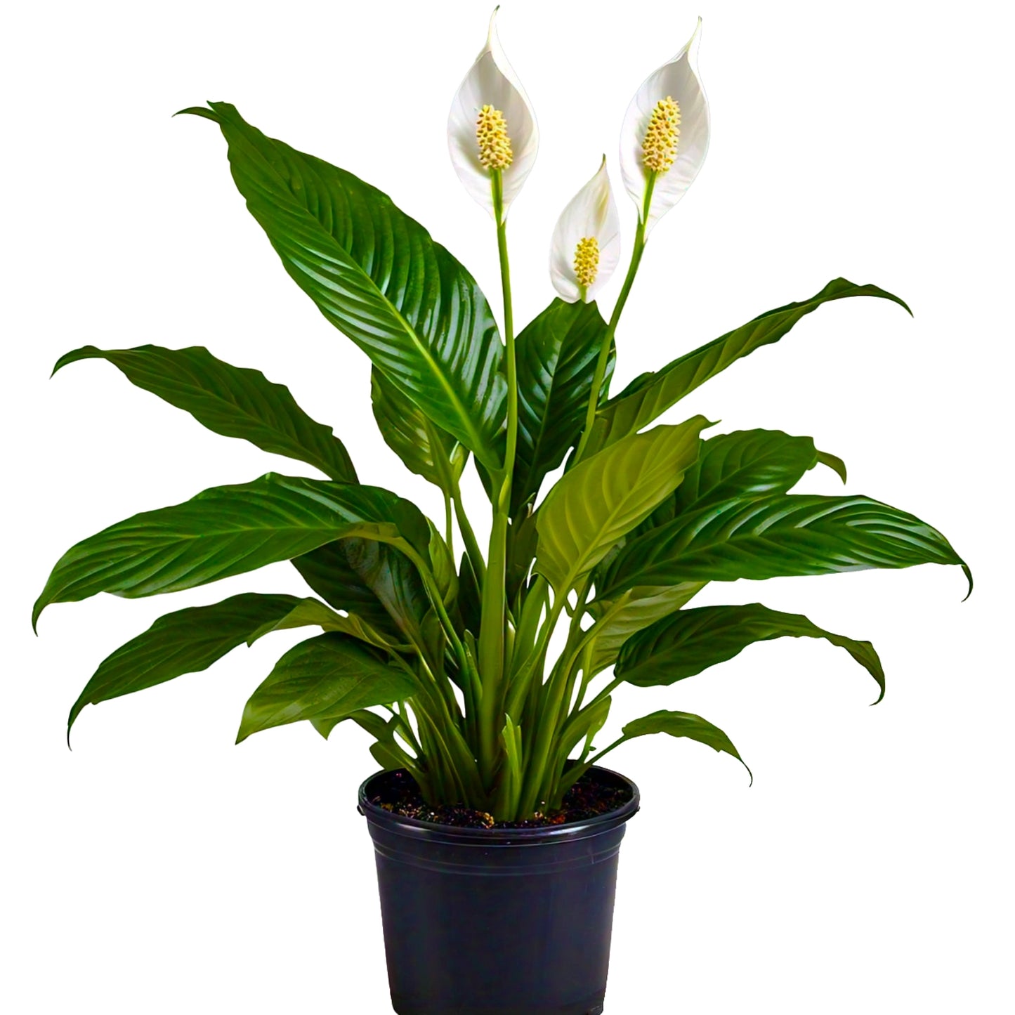 Peace Lily (Spathiphyllum Wallisii) - Air-Purifying Indoor Plant | Elegant White Blooms | Evergreen Mart