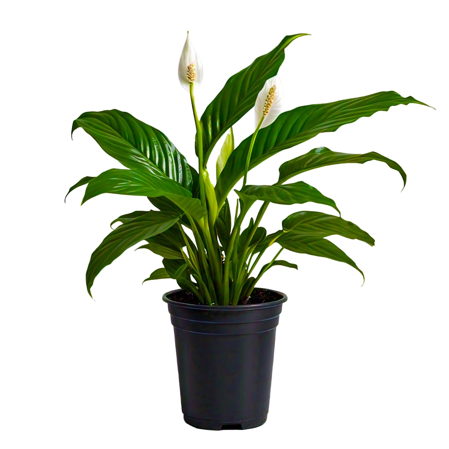 Peace Lily (Spathiphyllum Wallisii) - Air-Purifying Indoor Plant | Elegant White Blooms | Evergreen Mart
