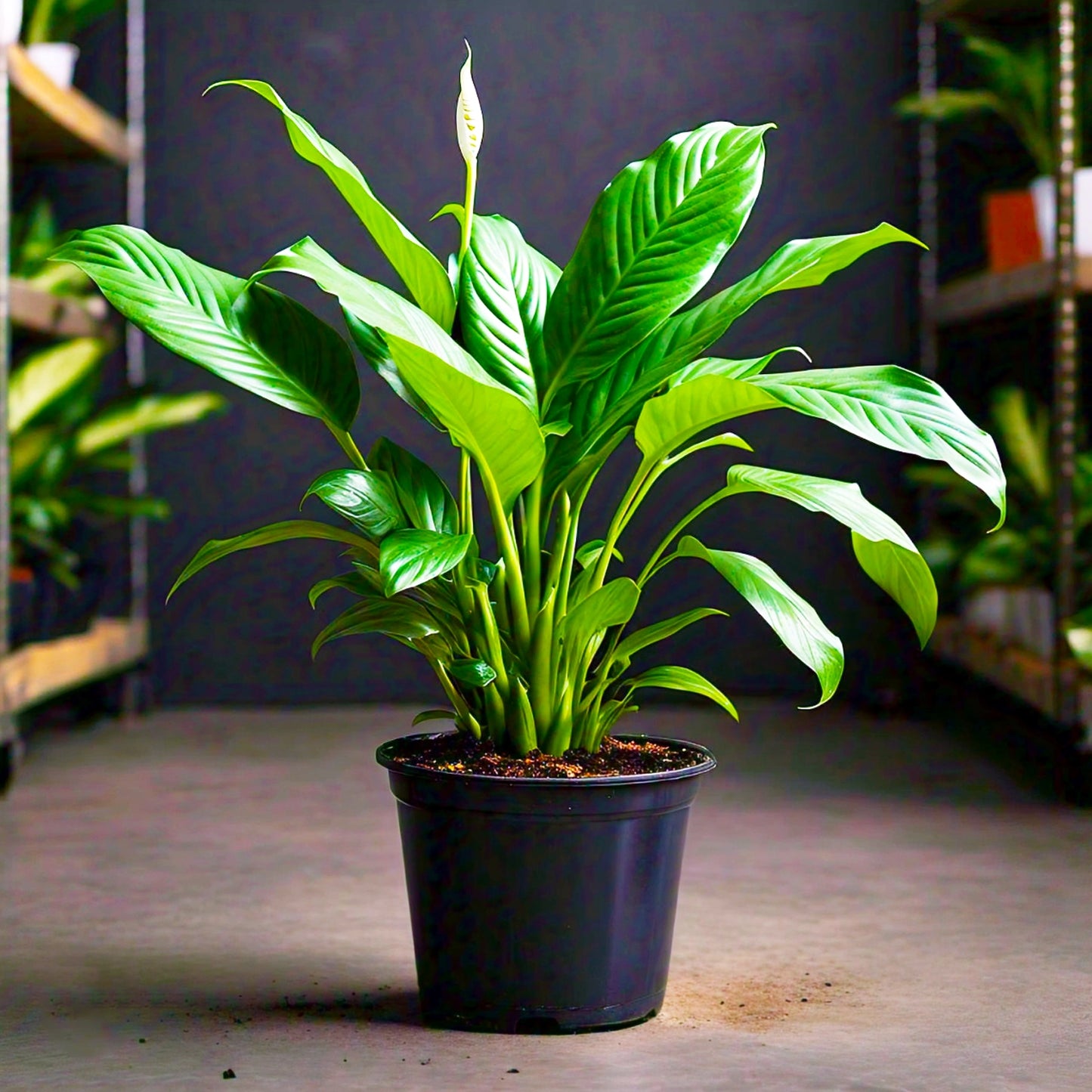 Peace Lily (Spathiphyllum Wallisii) - Air-Purifying Indoor Plant | Elegant White Blooms | Evergreen Mart