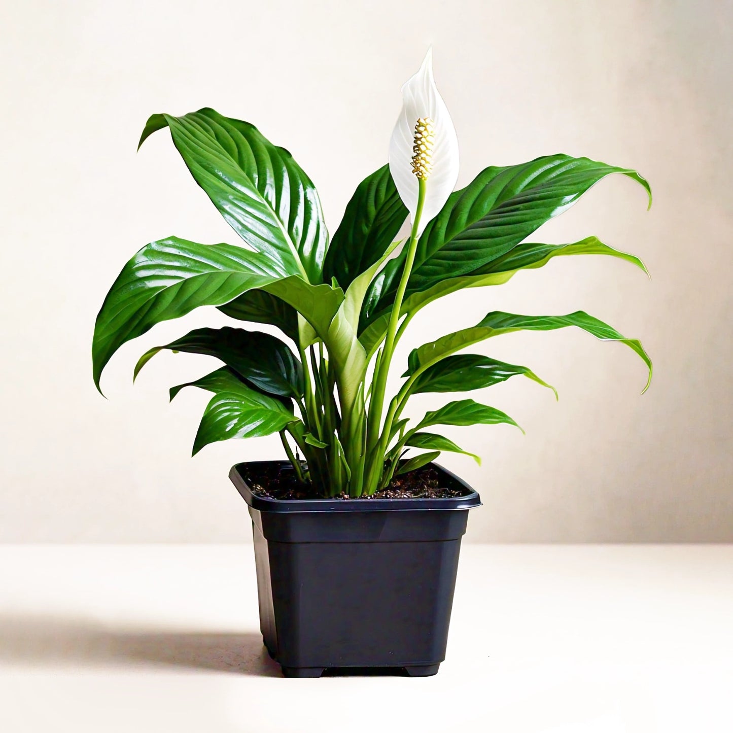 Peace Lily (Spathiphyllum Wallisii) - Air-Purifying Indoor Plant | Elegant White Blooms | Evergreen Mart