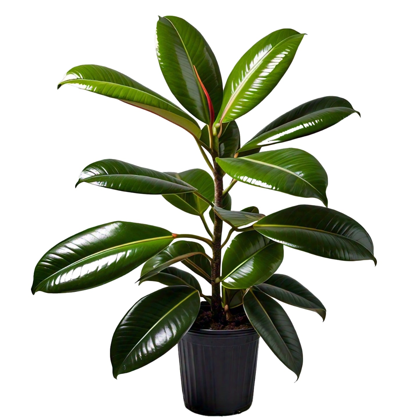 Rubber Plant (Ficus elastica) - Indoor Decorative Plant | Air-Purifying | Evergreen Mart