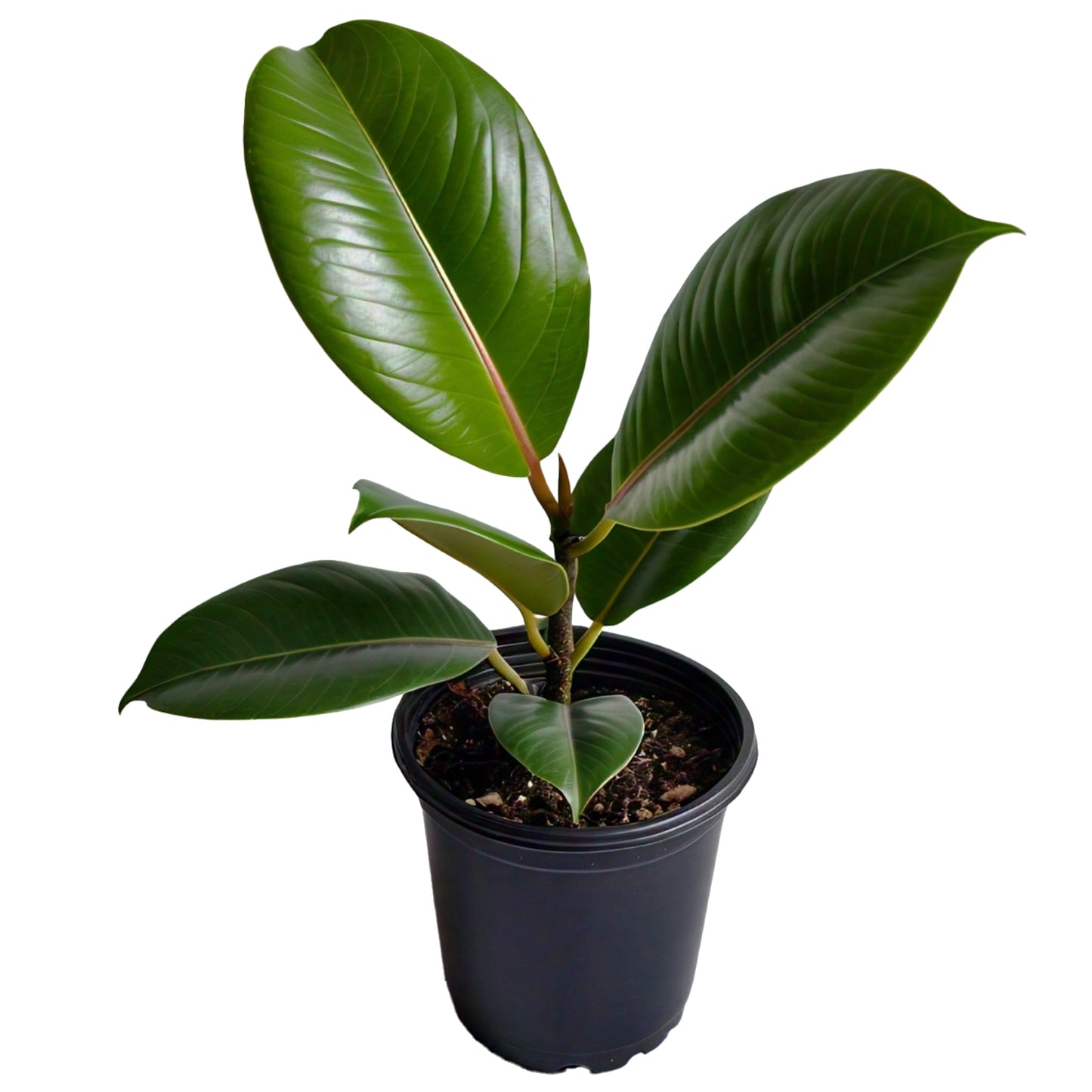 Rubber Plant (Ficus elastica) - Indoor Decorative Plant | Air-Purifying | Evergreen Mart