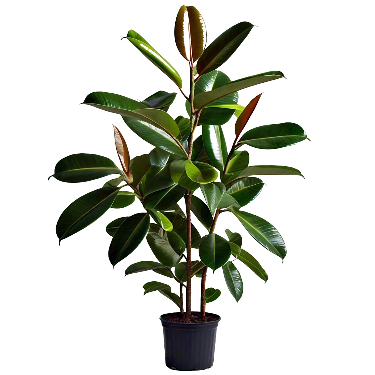 Rubber Plant (Ficus elastica) - Indoor Decorative Plant | Air-Purifying | Evergreen Mart