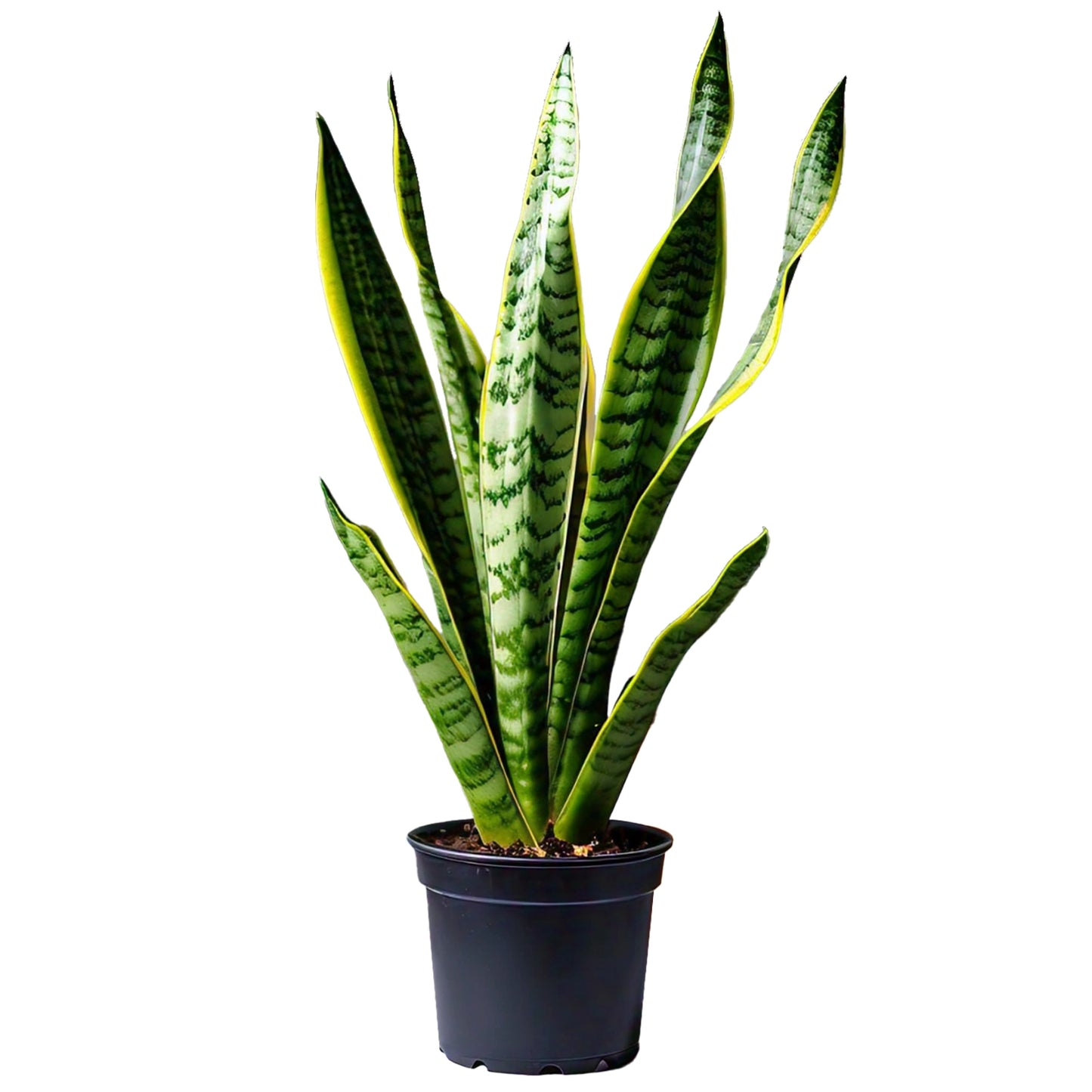 Snake Plant (Sansevieria Trifasciata) - Air-Purifying Indoor Plant | Low Maintenance | Evergreen Mart