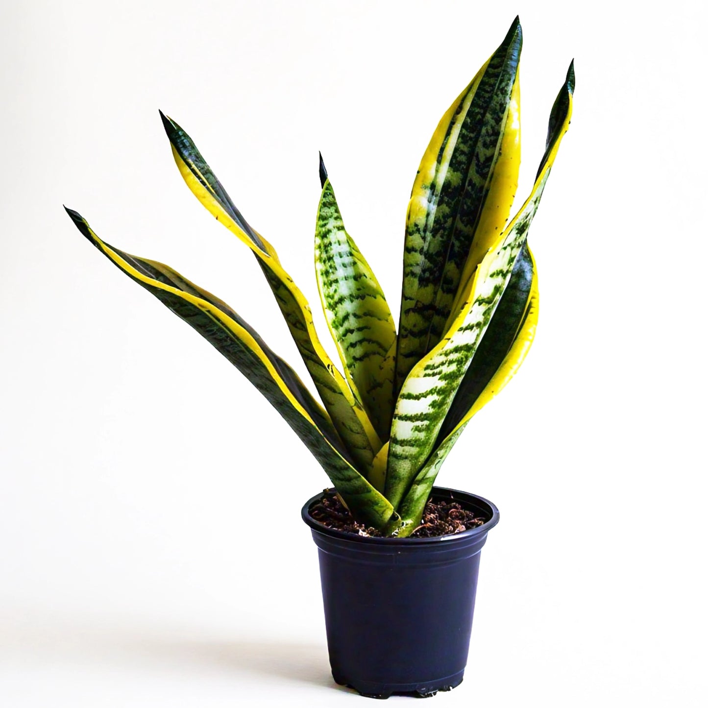 Snake Plant (Sansevieria Trifasciata) - Air-Purifying Indoor Plant | Low Maintenance | Evergreen Mart