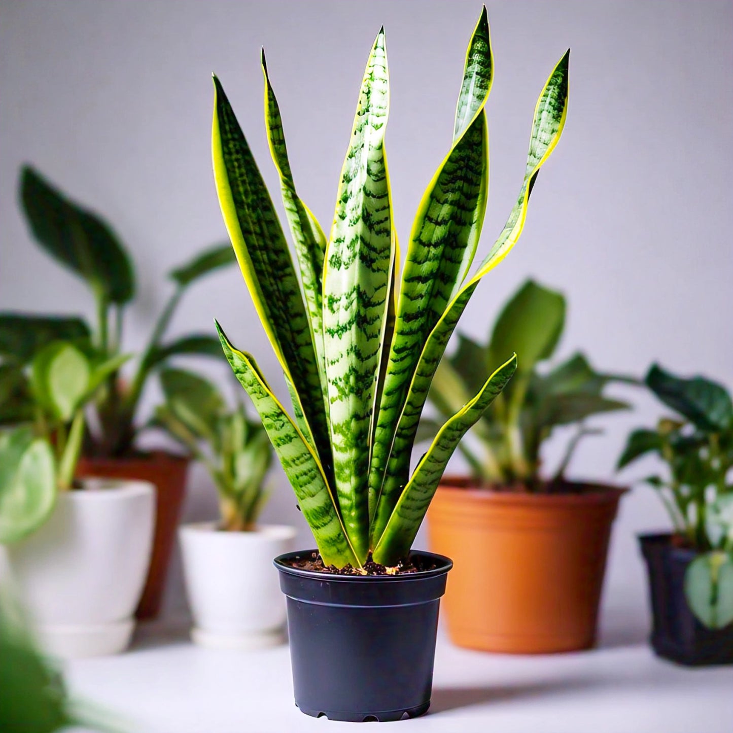 Snake Plant (Sansevieria Trifasciata) - Air-Purifying Indoor Plant | Low Maintenance | Evergreen Mart