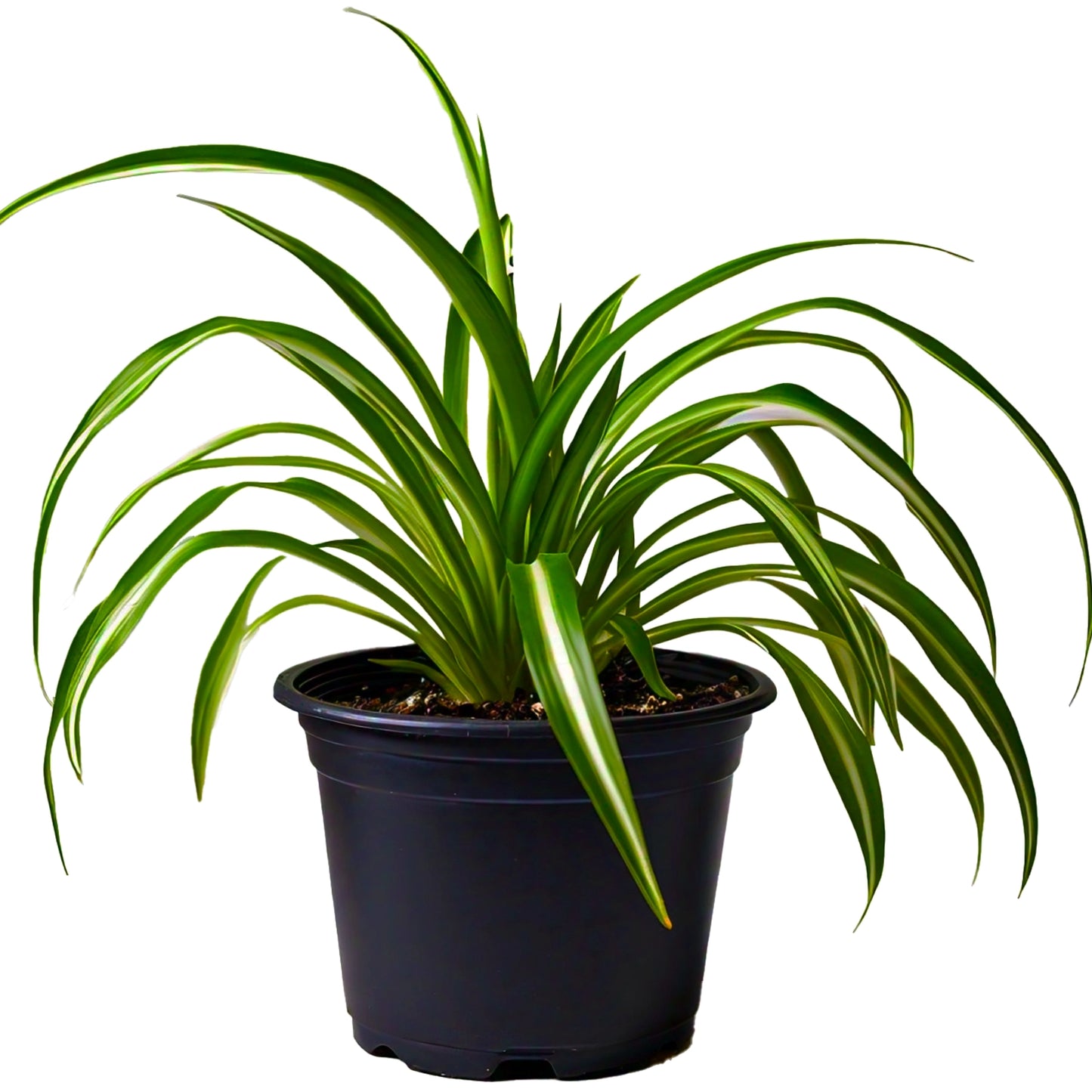 Spider Plant (Chlorophytum Comosum) - Air-Purifying Indoor Plant | Easy to Care for | Evergreen Mart