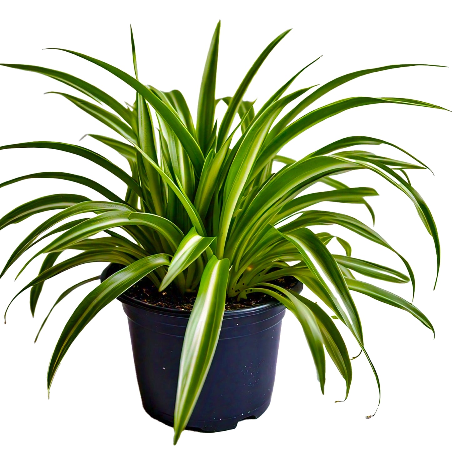 Spider Plant (Chlorophytum Comosum) - Air-Purifying Indoor Plant | Easy to Care for | Evergreen Mart