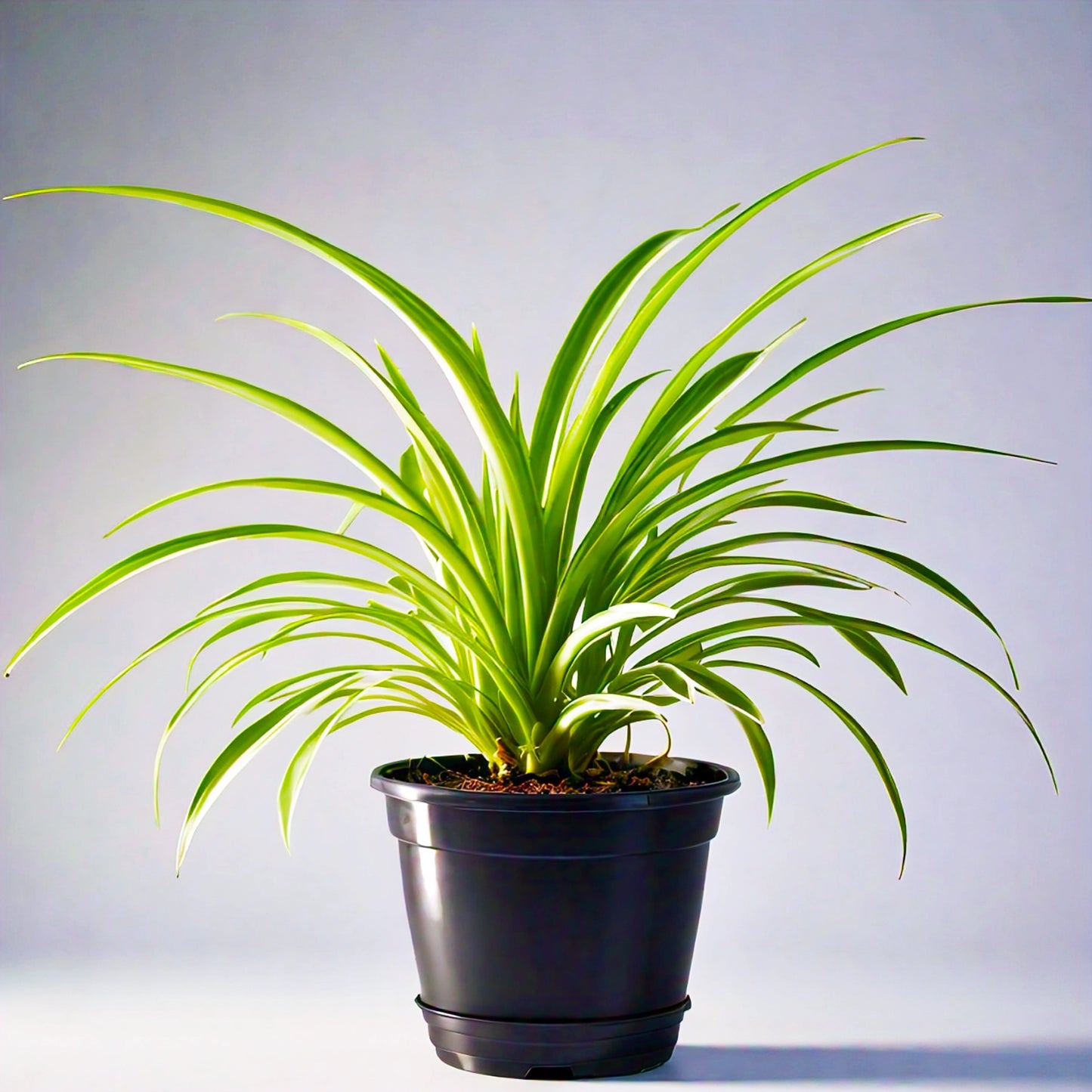 Spider Plant (Chlorophytum Comosum) - Air-Purifying Indoor Plant | Easy to Care for | Evergreen Mart