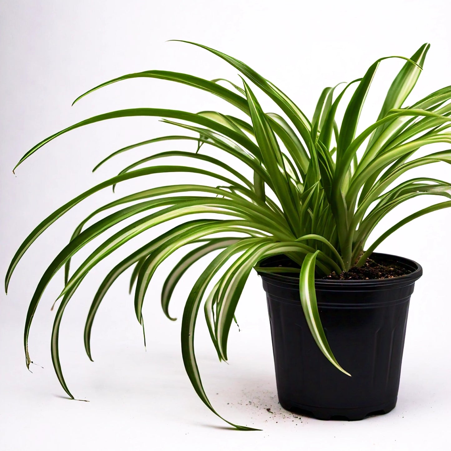 Spider Plant (Chlorophytum Comosum) - Air-Purifying Indoor Plant | Easy to Care for | Evergreen Mart