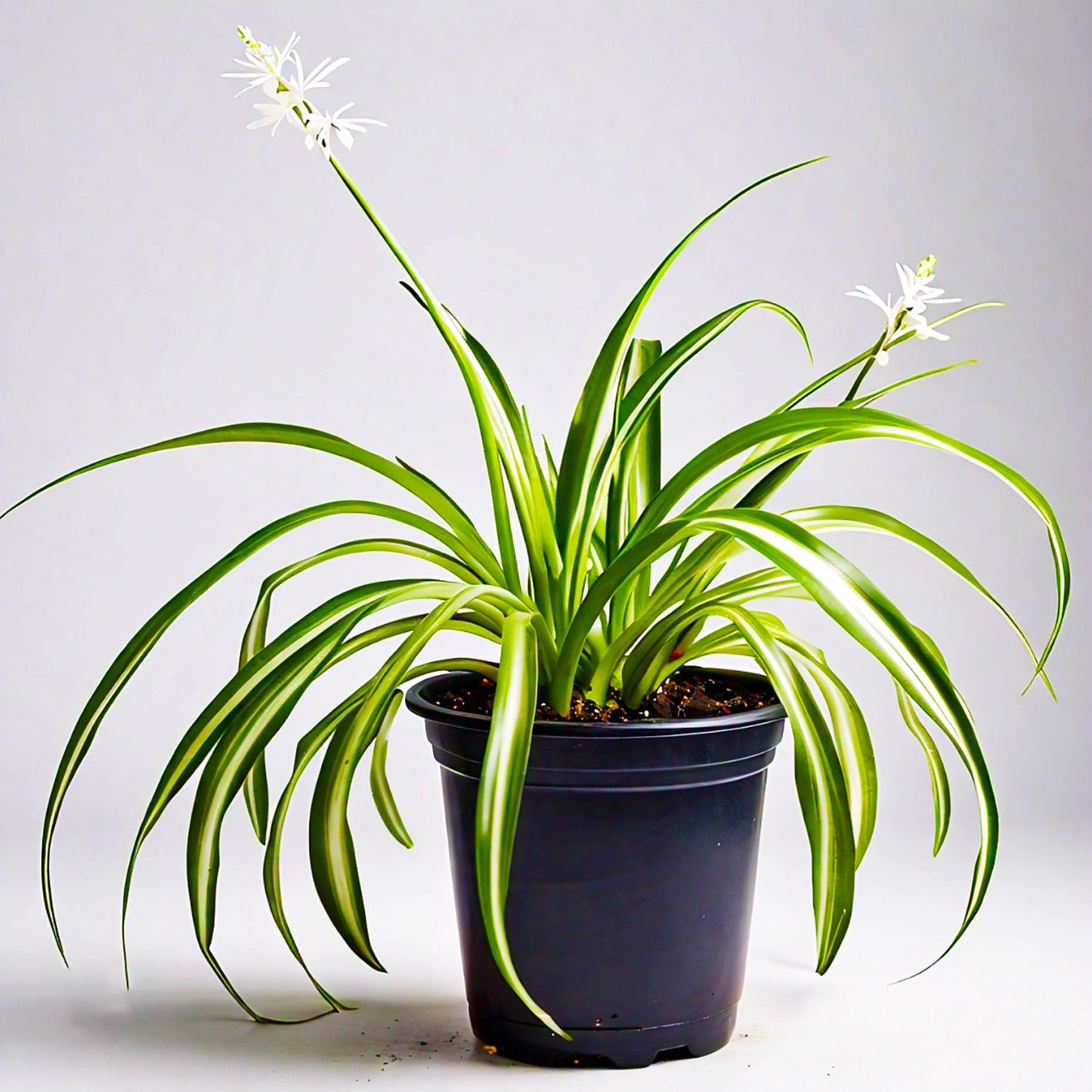 Spider Plant (Chlorophytum Comosum) - Air-Purifying Indoor Plant | Easy to Care for | Evergreen Mart