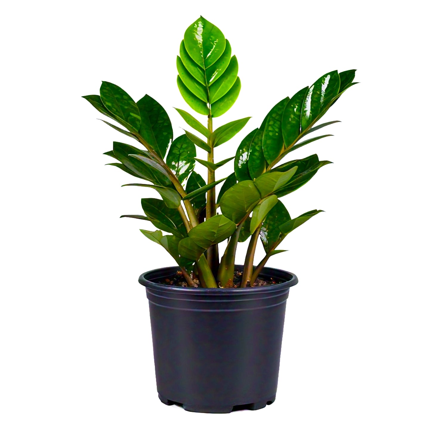 ZZ Plant (Zamioculcas Zamiifolia) - Low-Light Indoor Plant | Easy Care | Evergreen Mart