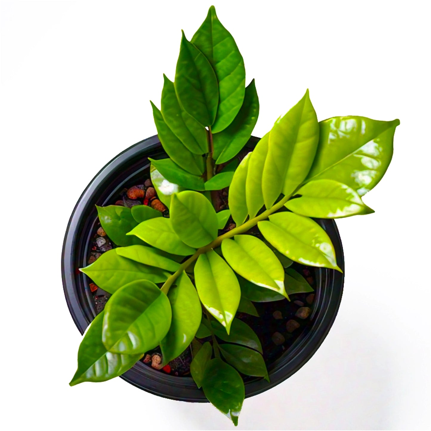 ZZ Plant (Zamioculcas Zamiifolia) - Low-Light Indoor Plant | Easy Care | Evergreen Mart