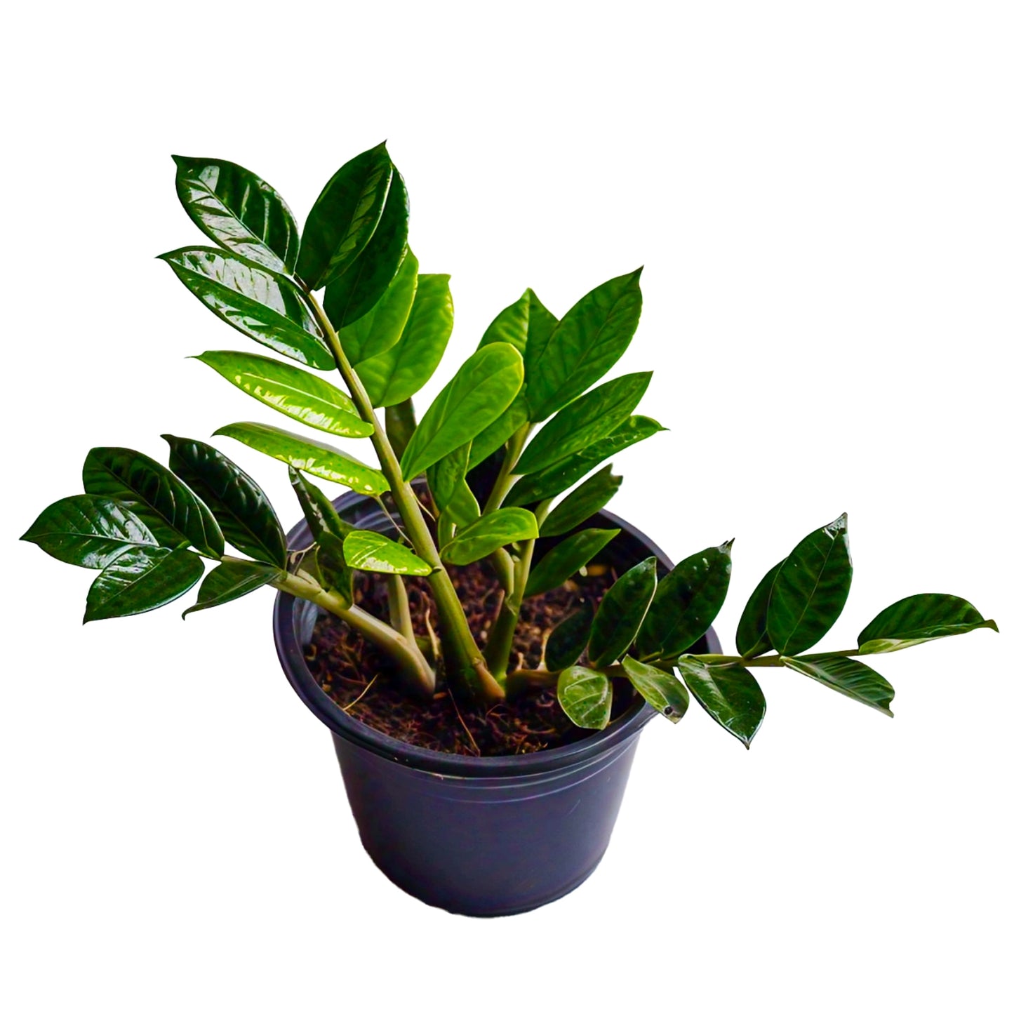 ZZ Plant (Zamioculcas Zamiifolia) - Low-Light Indoor Plant | Easy Care | Evergreen Mart